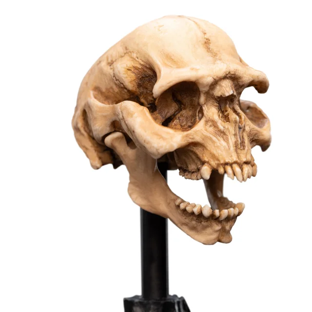 Weta Workshop Lord of the Rings Mini Statue Skull of a Moria Orc 13cm